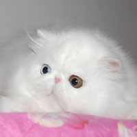 5th Best Kitten - GC, RW Arcobaleno Daisy