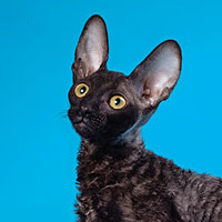 14th Best Kitten - CH, RW DARLEN FLEUR BLACK FURIA 