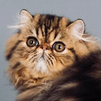 18th Best Kitten - RW DE BELAIRCAT PATCHOULI