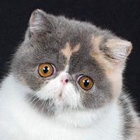 7th Best Kitten - GC, RW D’EDEN LOVER LYO OF FASHIONCAT 