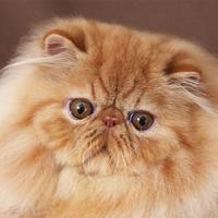 7th Best Kitten - GC, RW D'EDEN LOVER MAC GYVER 