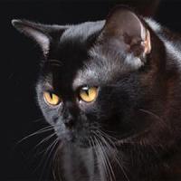23th Best Kitten - RW LAC HONG MISTRAL GAGNANT 