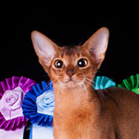 9th Best Kitten - RW	CHARMABY GREENVILLE LATISHA