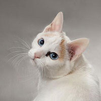 23rd Best Kitten - GC, RW	SONGGWANGSA JENNY PUSSAKE