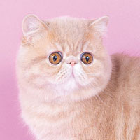 18th Best Kitten - RW PYRAMPEPE CHIMICHURRI