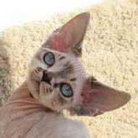 10th Best Kitten - RW  REXTECTURE'S JOLLY LISA  